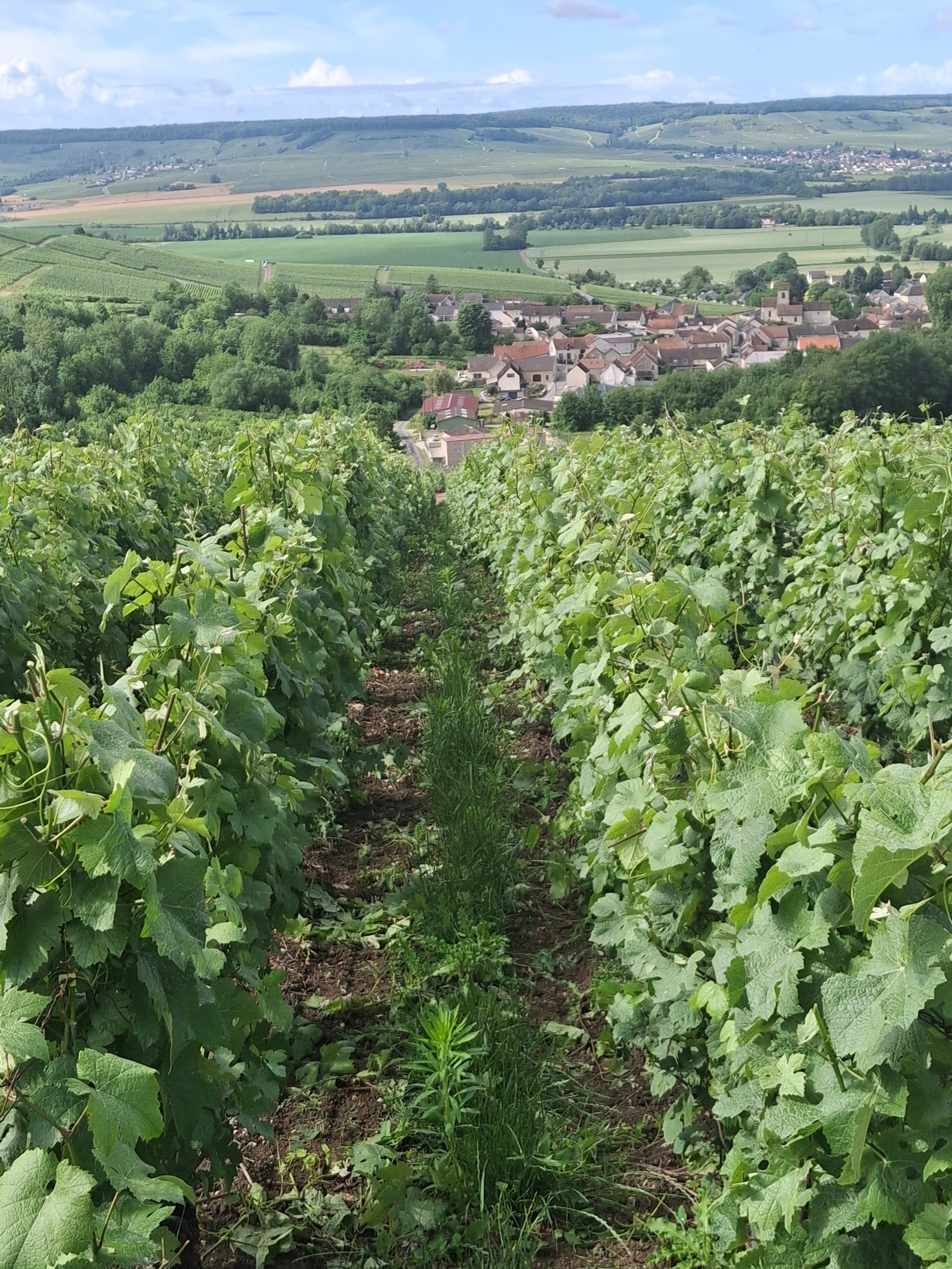 Searching for our first Champagne Producer
