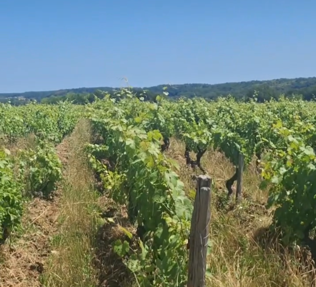 French Wine Is Harvesting Earlier Than Ever