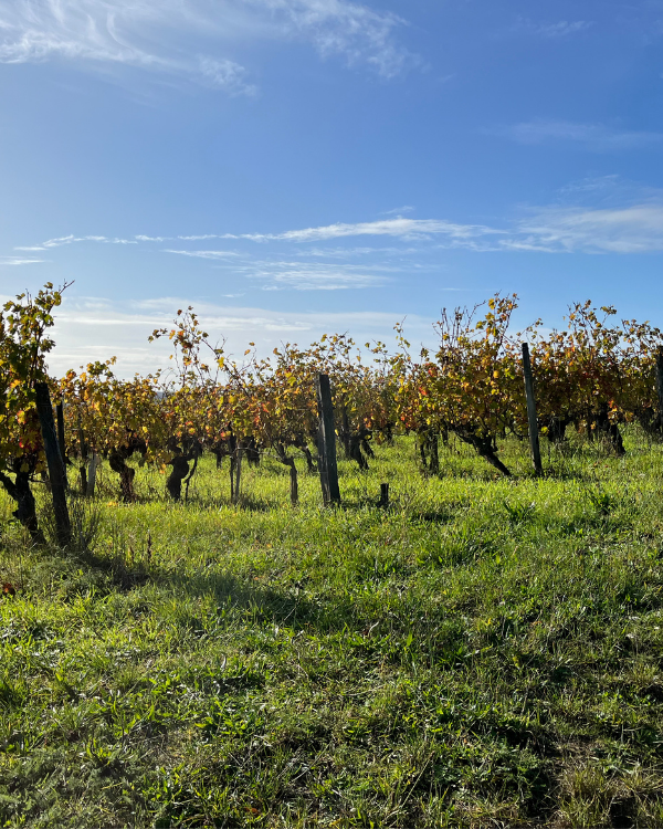 French Wine Discovery - Trial Pack