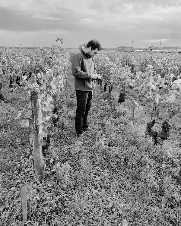 Discovery French Wine Subscription