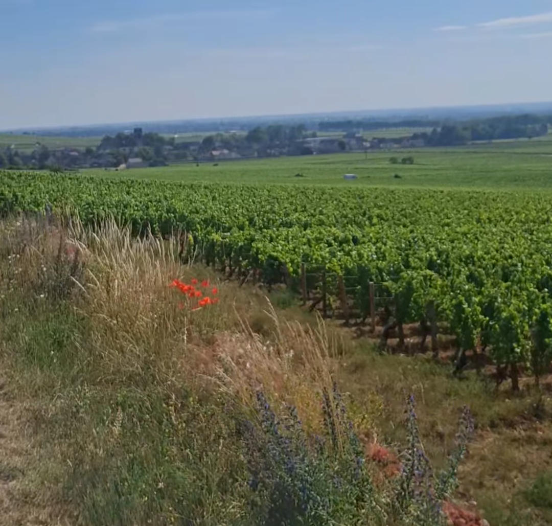 France Buying Trip 2026: Day 8 – Burgundy's Rising Stars