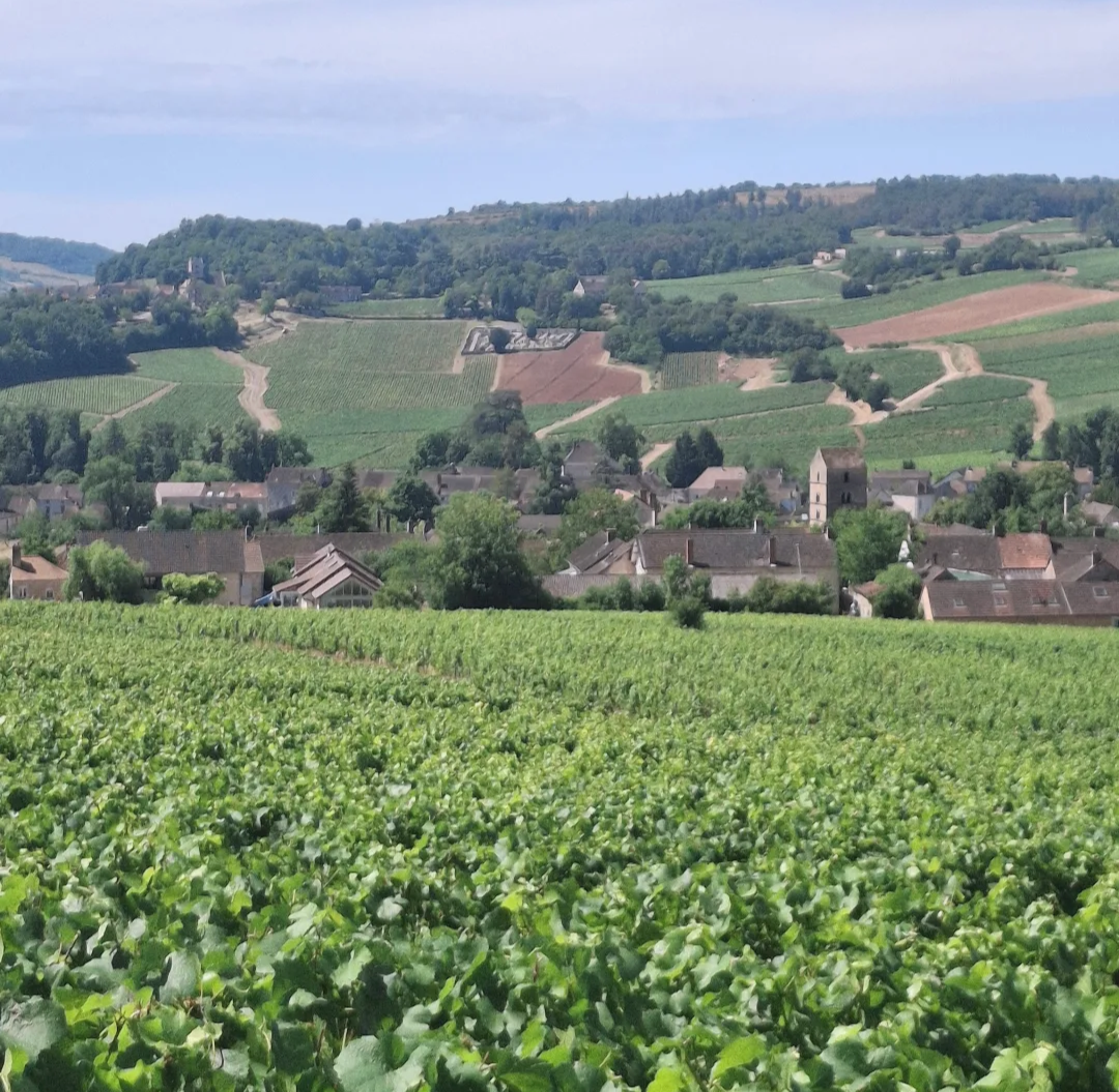 France Buying Trip 2026: Day 10 – The Future of Burgundy