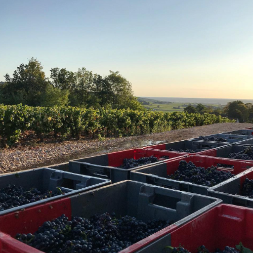 Are We the Best Wine Subscription in Australia?